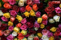 Recherche Jardinier à St jean de Braye